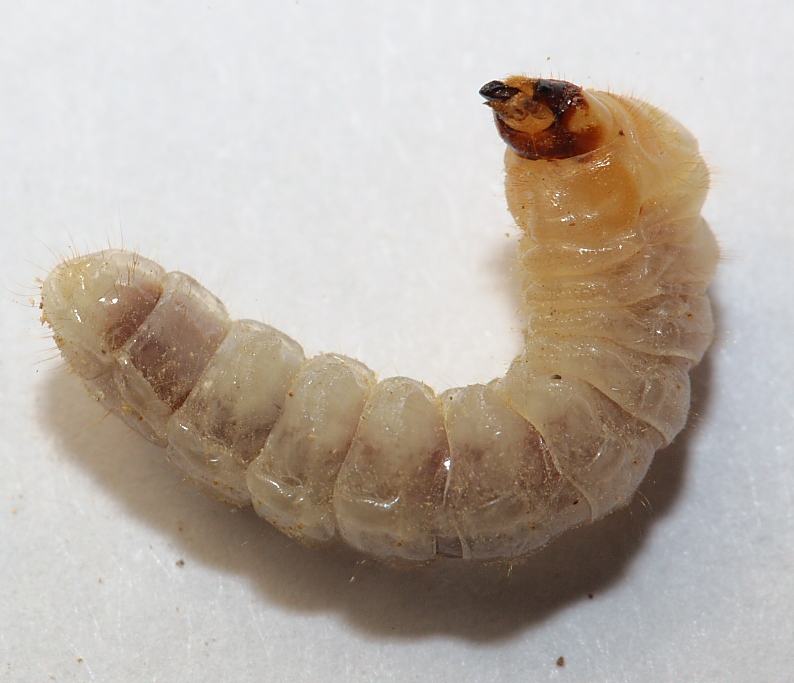 Larva Acacia63.JPG