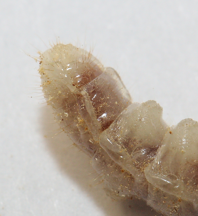 Larva Acacia64.JPG