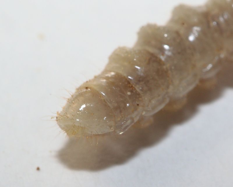 Larva Acacia65.JPG