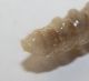 Larva Acacia66.JPG