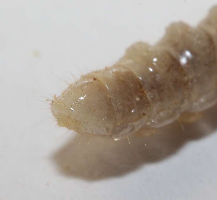 Larva Acacia66.JPG