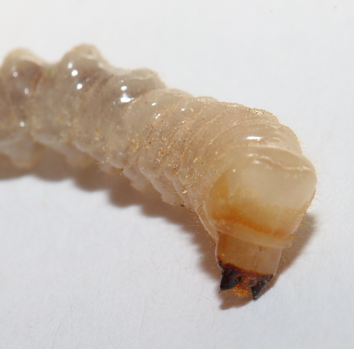 Larva Acacia67.JPG