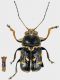 Pachybrachis mardinensis.jpg