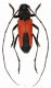 Cerambycidae from Croatia_01.jpg