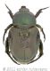 Anisoplia austriaca fnbwtmk.jpg