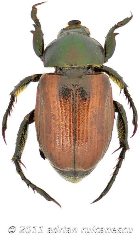 Anisoplia austriaca mn_dwtmk.jpg