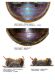 Geotrupes sp..jpg