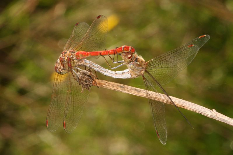 Sympetrum sp. Cozzo Bomes, RNO Bosco di Granza - PA. 29 Settembre 2009.jpg