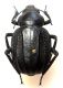 Pim. grandis latastei 01.jpg