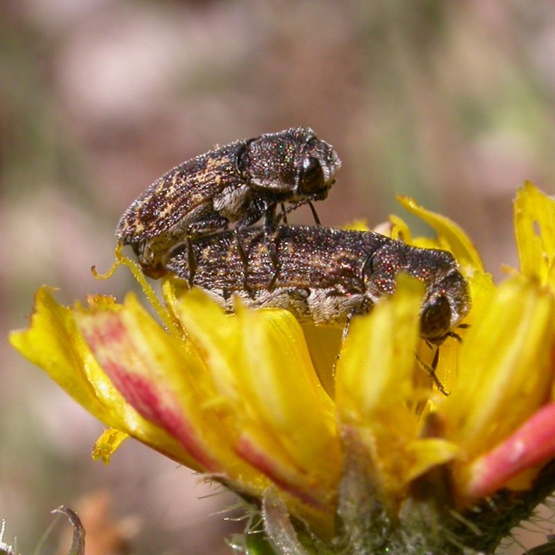 Acmaeoderella_adspersula_Acuto_21-VII-2011_a.jpg