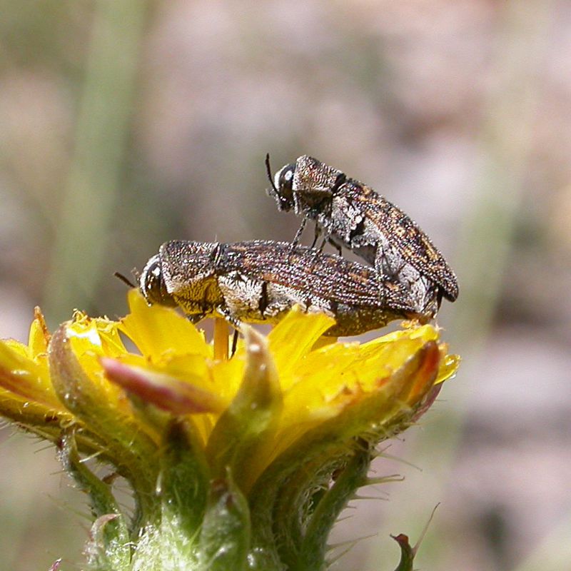 Acmaeoderella_adspersula_Acuto_21-VII-2011_b.jpg