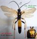 n° 2144 (id. 2250 µ) I. suspiciosus µ - Forum italien.jpg