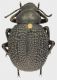Pimelia_tizintesti_Tizi-n-Test_1900m_1_VII-1991_18mm_grey.jpg