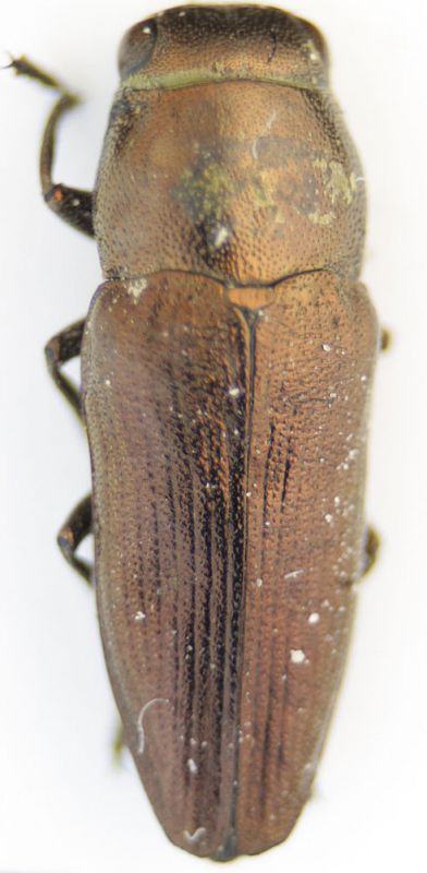 sphenoptera.jpg