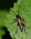 Stenurella melanura_m.jpg