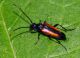 Stenurella melanura_f.jpg