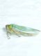 entomologia 5 028.JPG