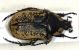 A. squamosa small.jpg