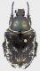 Aethiessa_Mamora_28-VI-1989_25mm_grey.jpg