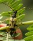 IMG_8839 Rutpela maculata.jpg