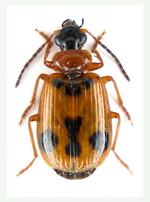 Lebia trimaculata_Nord Pulumur Turchia 2011_preparati 017.jpg