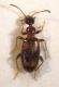 Ant. (2).jpg