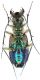 Cicindela ventral Nord Pulumur Turchia 2011_preparati 032.jpg
