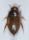 Noterus sp5.JPG