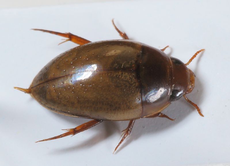 Noterus sp4.JPG