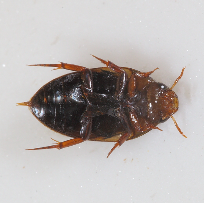 Noterus sp3.JPG