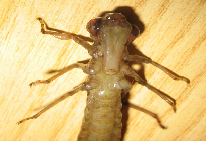 2011.07.23 larva libellula morta3.JPG