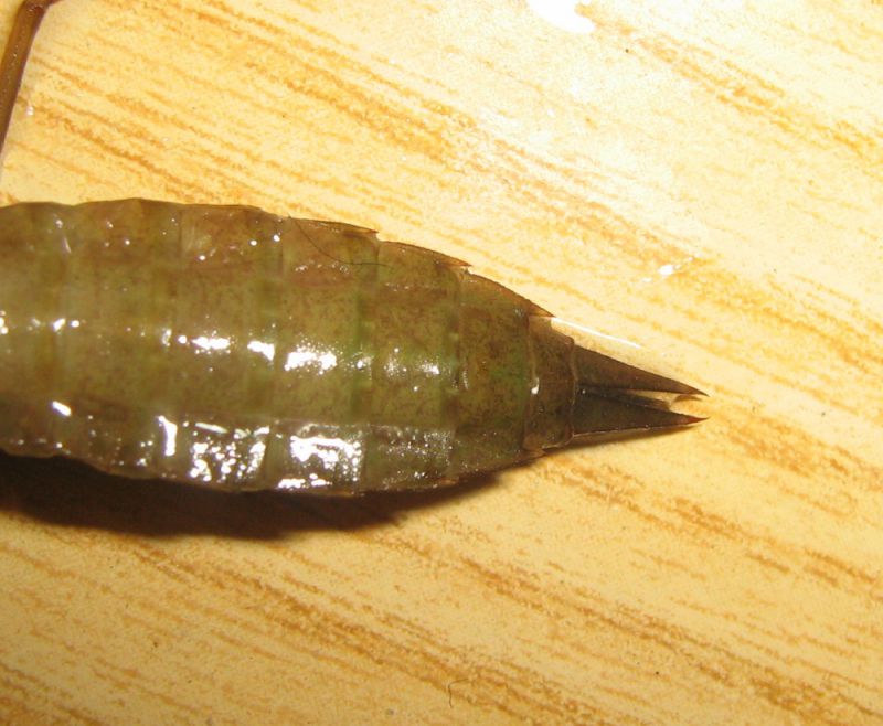 2011.07.23 larva libellula morta4.JPG