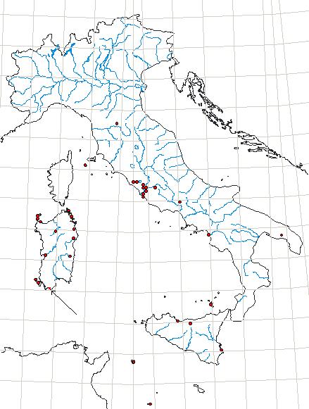 Chironitis irroratus (Rossi, 1790).JPG