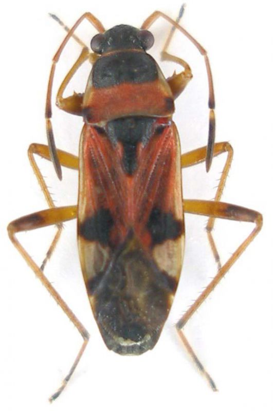 Hemiptera_Nord Pulumur Turchia 2011_preparati 040.jpg