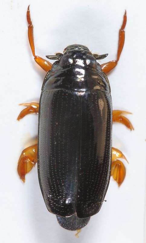 Gyrinus sp2.JPG