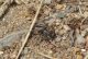 Arachnida f_1 - Copia.JPG