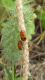 Coptocephala scopolina.JPG
