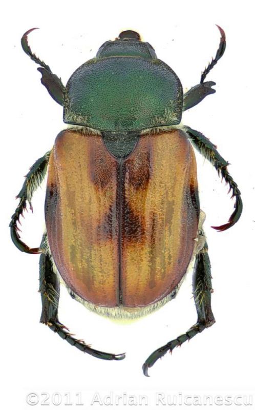 Anisoplia agricolawtmk.jpg