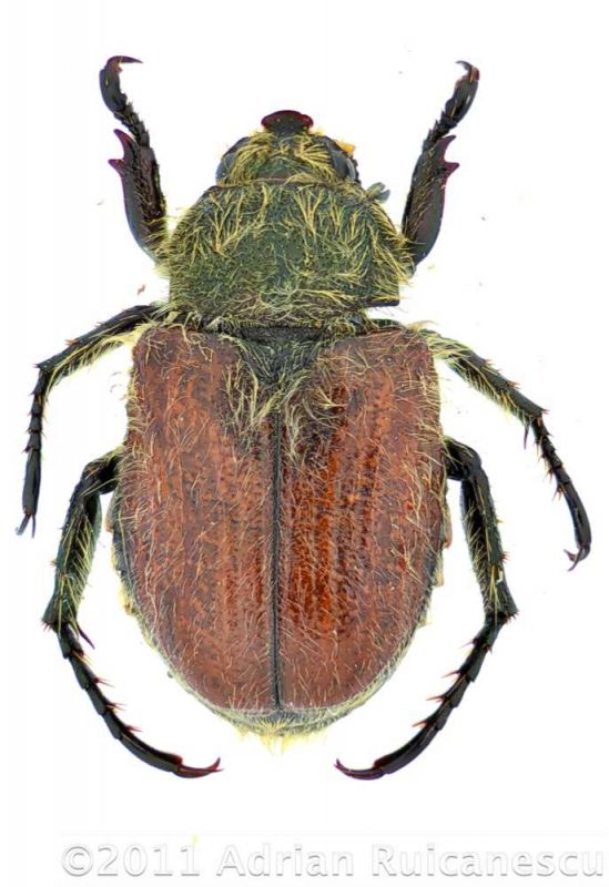 Anisoplia2_m1wtmk.jpg