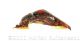 Anisoplia2_m2_pula2wtmk.jpg