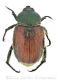 Anisoplia2_fwtmk.jpg