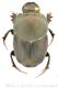 Onthophaguswtmk.jpg