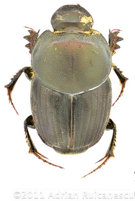 Onthophaguswtmk.jpg