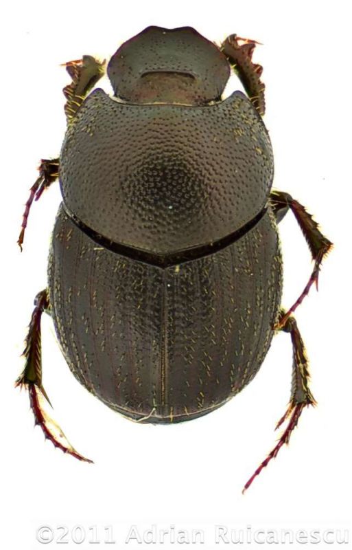 Onthophagus ovatuswtmk.jpg