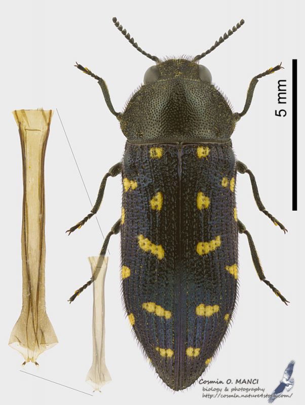 Acmaeodera_degener_s.jpg