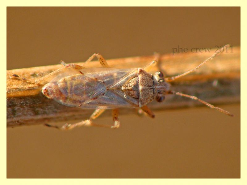 probabile Stictopleurus sp. Vermicino 7.7.2011 (3).JPG