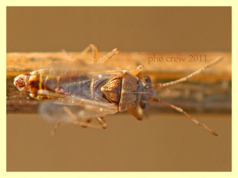 probabile Stictopleurus sp. Vermicino 7.7.2011 (2).JPG