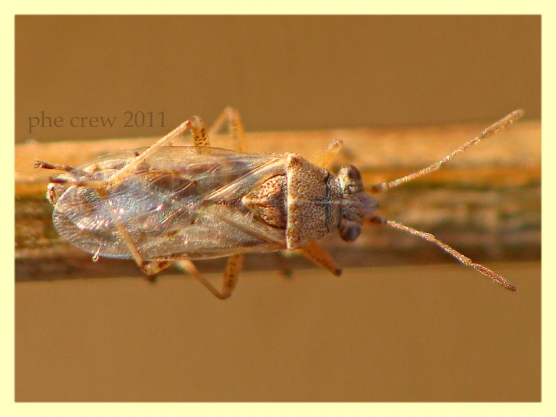 probabile Stictopleurus sp. Vermicino 7.7.2011 (1).JPG