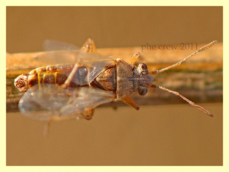 probabile Stictopleurus sp. Vermicino 7.7.2011.JPG