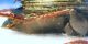 partic. Harpalus.jpg